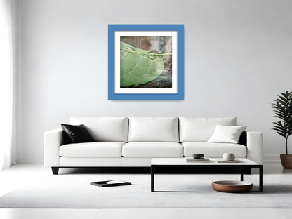 ( 60 x 60 Cm ) / 24 x 24 Inch with 50 x 50 Cm White Mount Display Frame - MDF